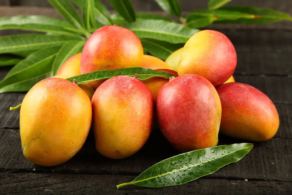 Mango Kent