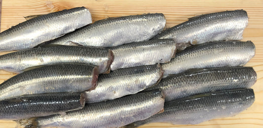 Śledź Tuszka