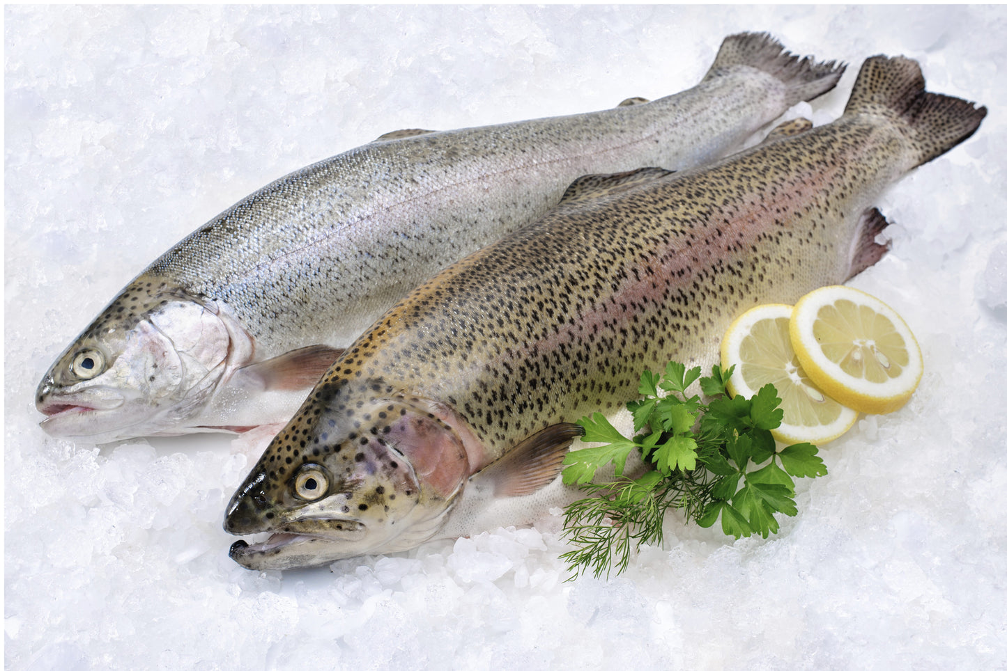 Troć