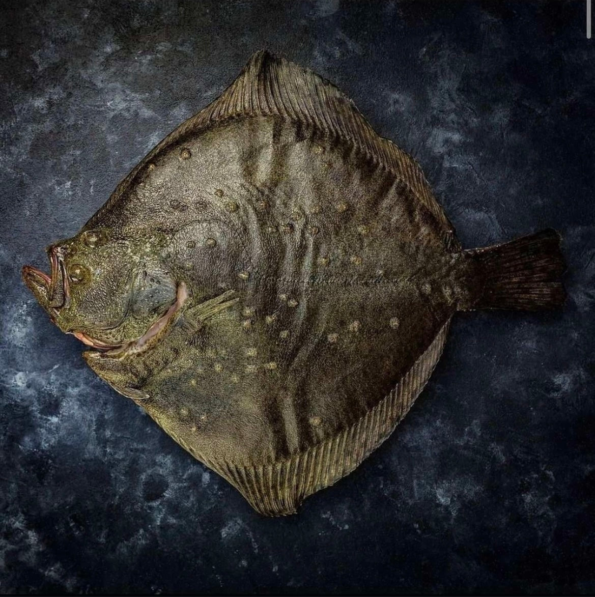 Turbot