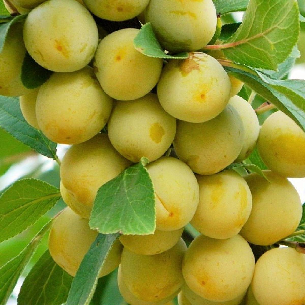 Żółta Śliwka