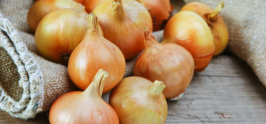 Cebula