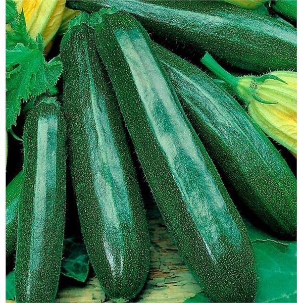 Zielona Cukinia