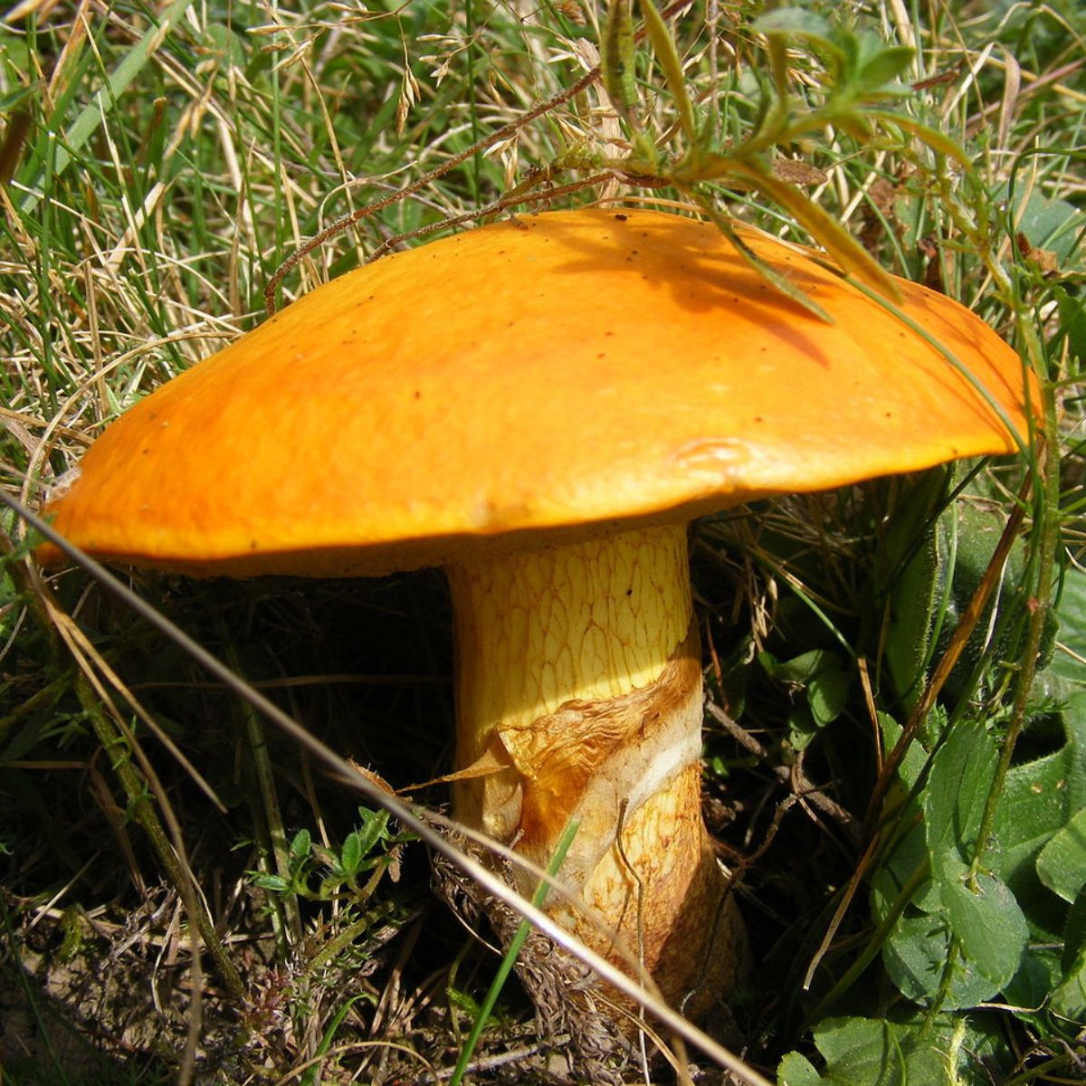 Maślak