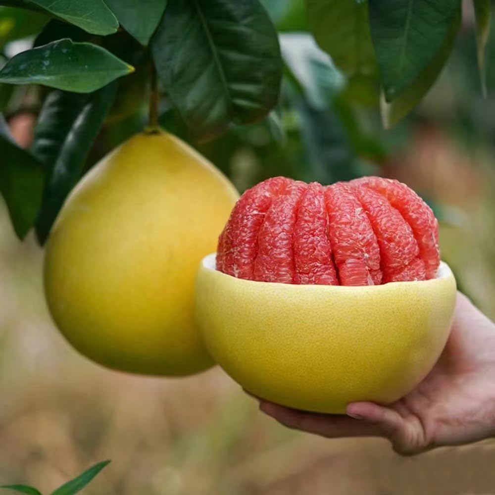Pomelo Czerwone